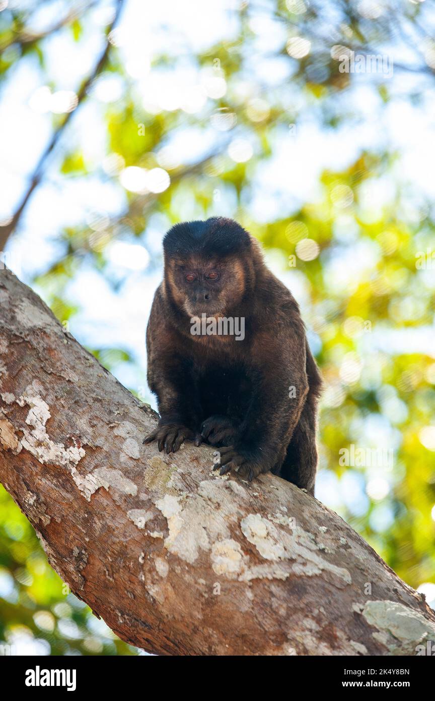 Capuchin Monkey (Cebus libidinosus) est un singe commom au Rio Doce Estate Park, Minas Gerais, Brésil Banque D'Images