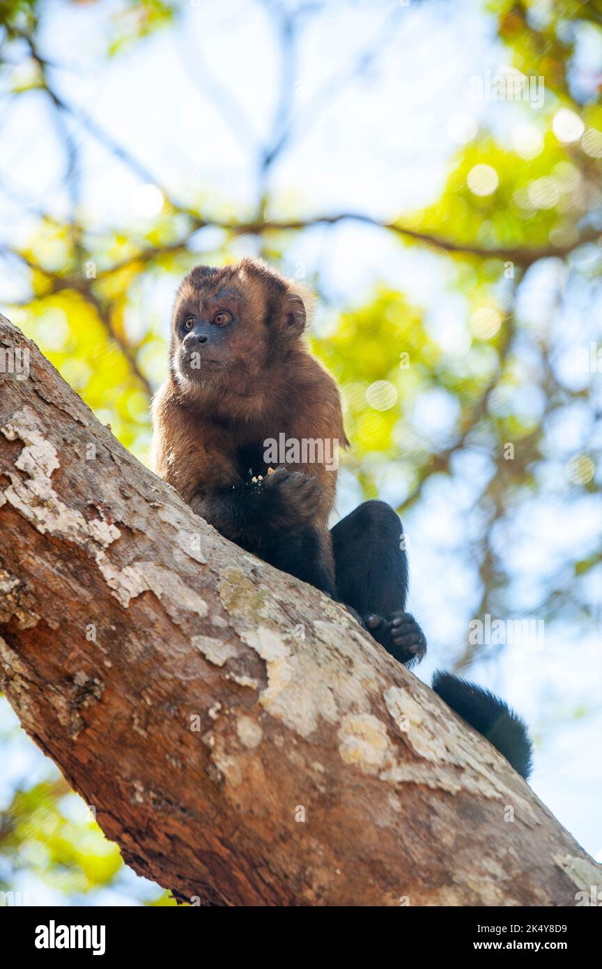 Capuchin Monkey (Cebus libidinosus) est un singe commom au Rio Doce Estate Park, Minas Gerais, Brésil Banque D'Images