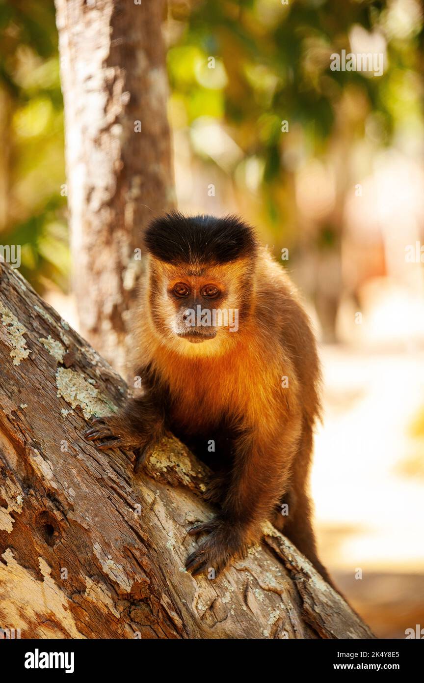 Capuchin Monkey (Cebus libidinosus) est un singe commom au Rio Doce Estate Park, Minas Gerais, Brésil Banque D'Images