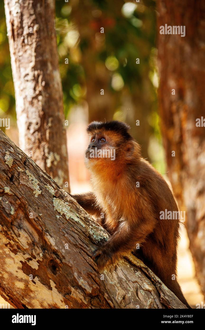 Capuchin Monkey (Cebus libidinosus) est un singe commom au Rio Doce Estate Park, Minas Gerais, Brésil Banque D'Images