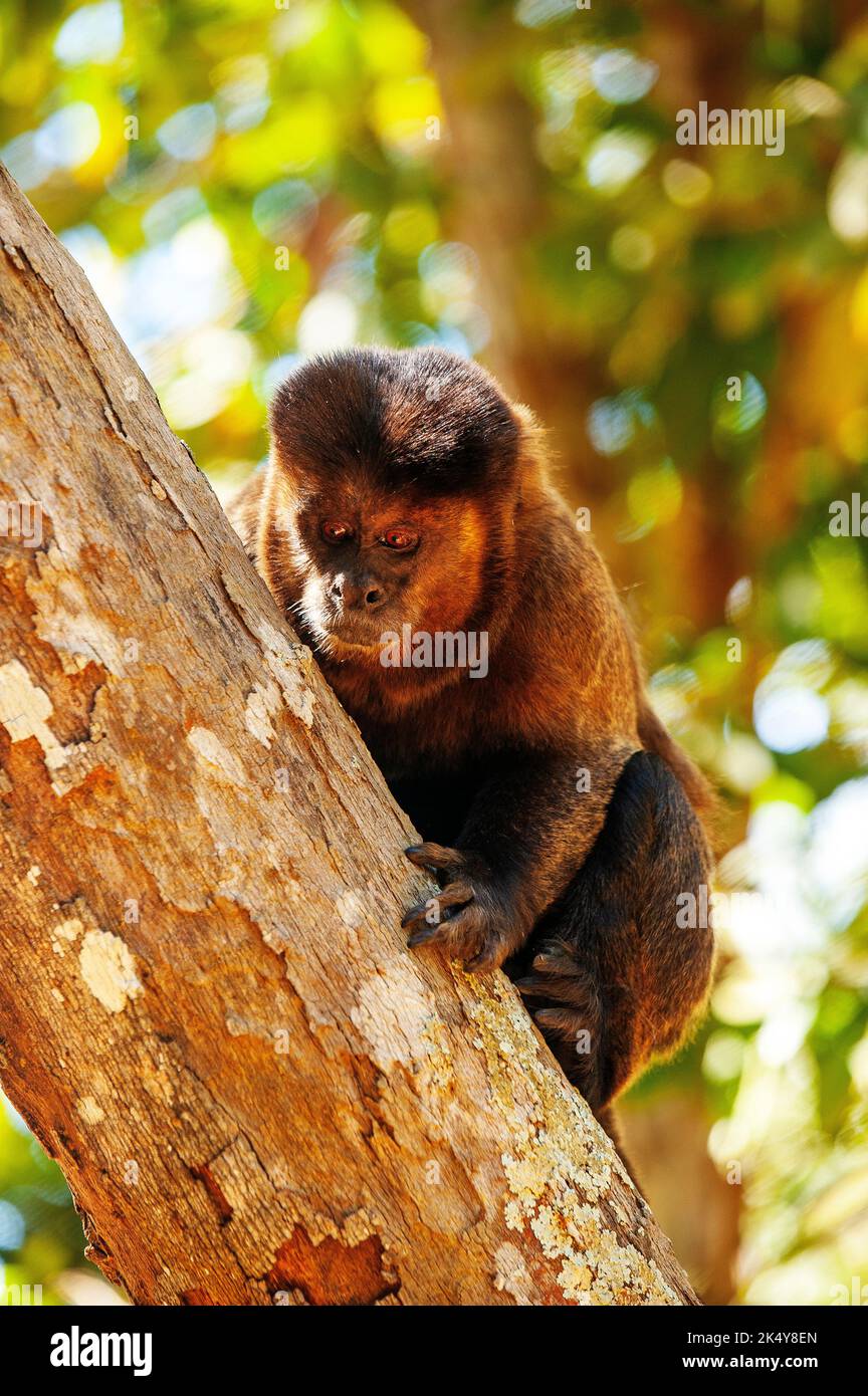 Capuchin Monkey (Cebus libidinosus) est un singe commom au Rio Doce Estate Park, Minas Gerais, Brésil Banque D'Images