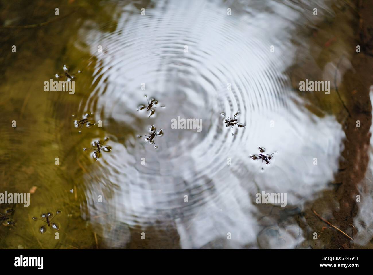 Stries d'eau faisant des ondulations sur l'eau Banque D'Images