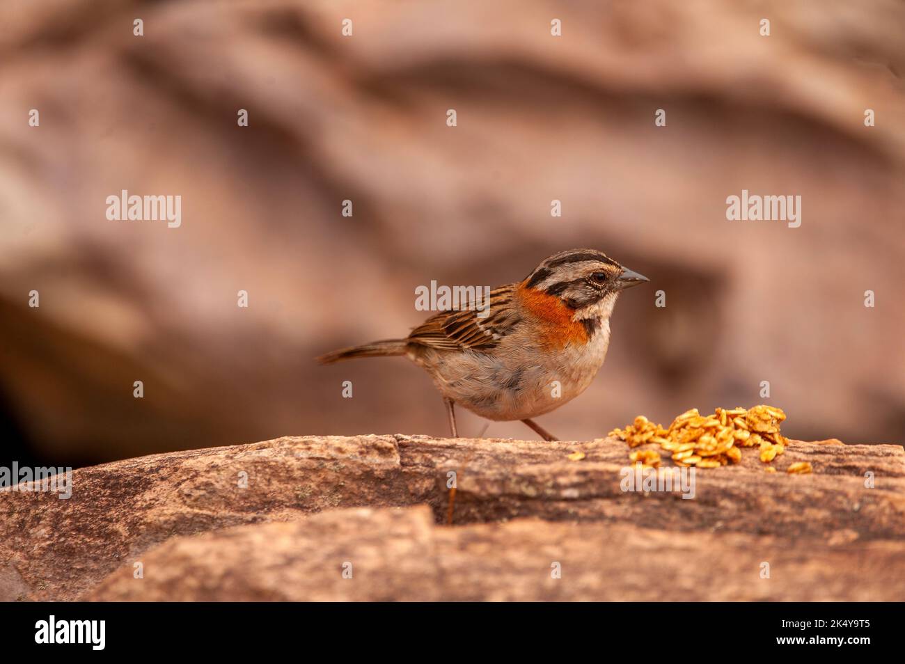 Le Bruant à col ruvous (Zonotrichia capensis) est un petit oiseau de la famille des Passeriformes ordem et Emberizidae, Serra da Canastra, Minas Banque D'Images