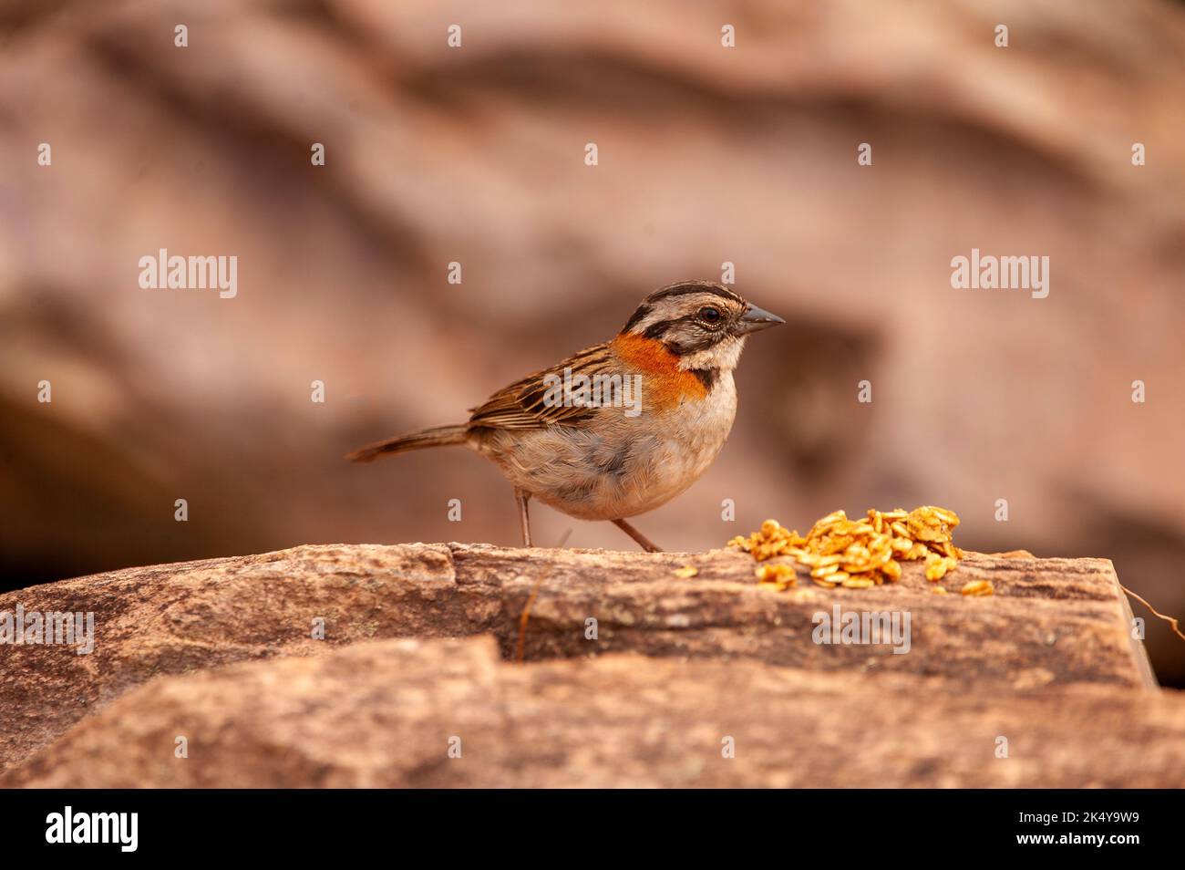 Le Bruant à col ruvous (Zonotrichia capensis) est un petit oiseau de la famille des Passeriformes ordem et Emberizidae, Serra da Canastra, Minas Banque D'Images