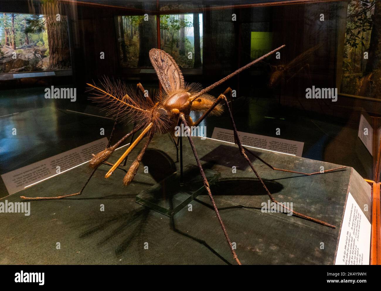 American Museum of Natural History à Manhattan, New York Banque D'Images