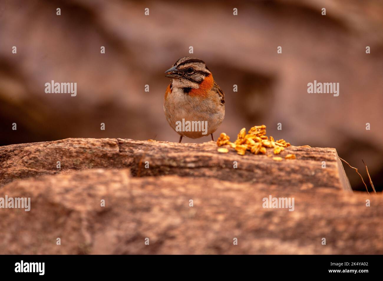 Le Bruant à col ruvous (Zonotrichia capensis) est un petit oiseau de la famille des Passeriformes ordem et Emberizidae, Serra da Canastra, Minas Banque D'Images