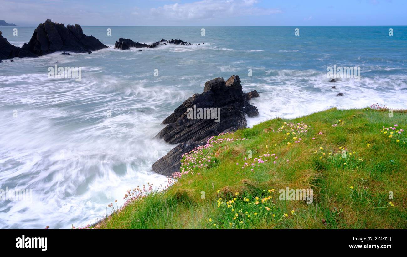 Hartland, Royaume-Uni - 11 mai 2022 : vagues écrasant à Screda Cove et à Hartland Quay, North Devon Banque D'Images