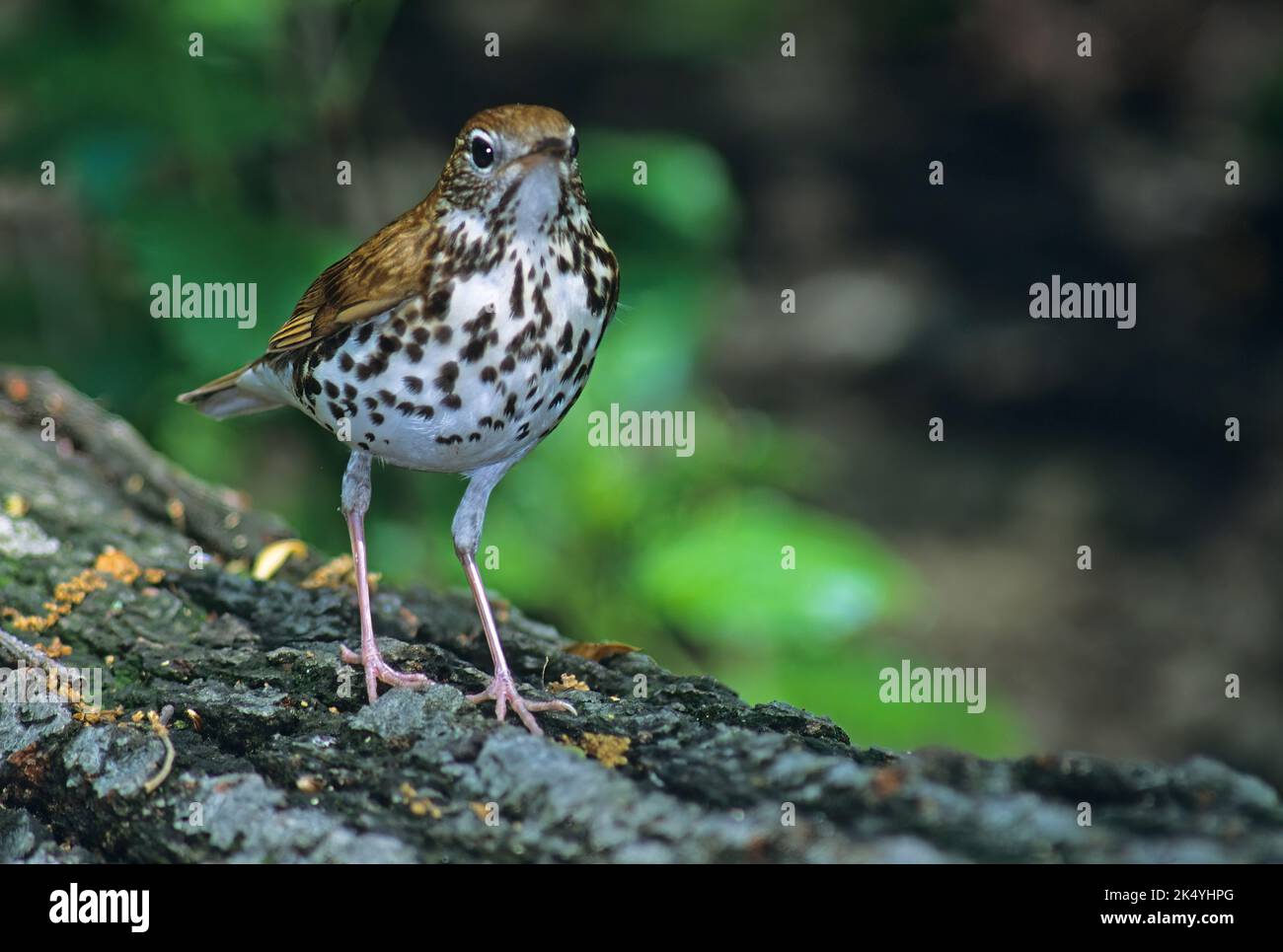 Muguet en bois dans un habitat boisé Banque D'Images