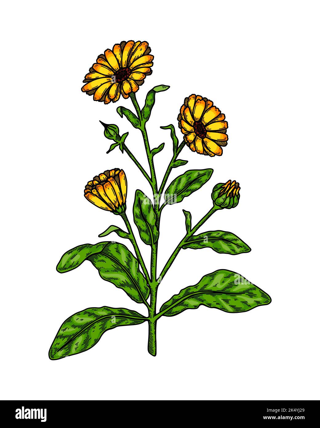 Plante à fleurs calendula dessinée à la main isolée sur fond blanc. Illustration vectorielle dans un style d'esquisse coloré. Élément de conception botanique Illustration de Vecteur