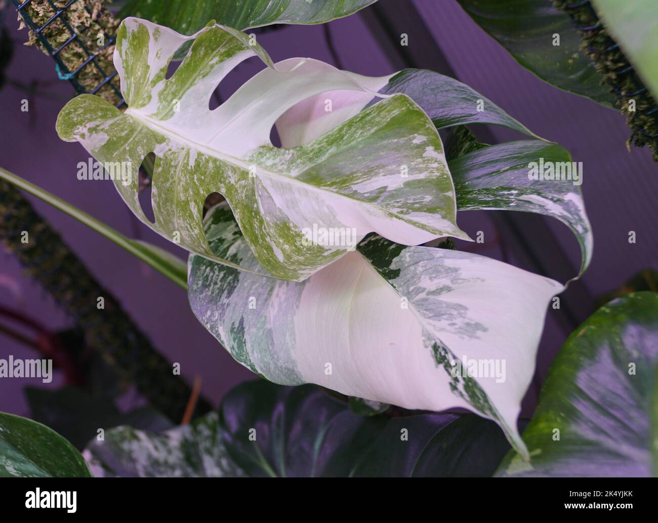 Belles feuilles de Monstera Albo Borsigiana, une rare et populaire maison tropicale Banque D'Images