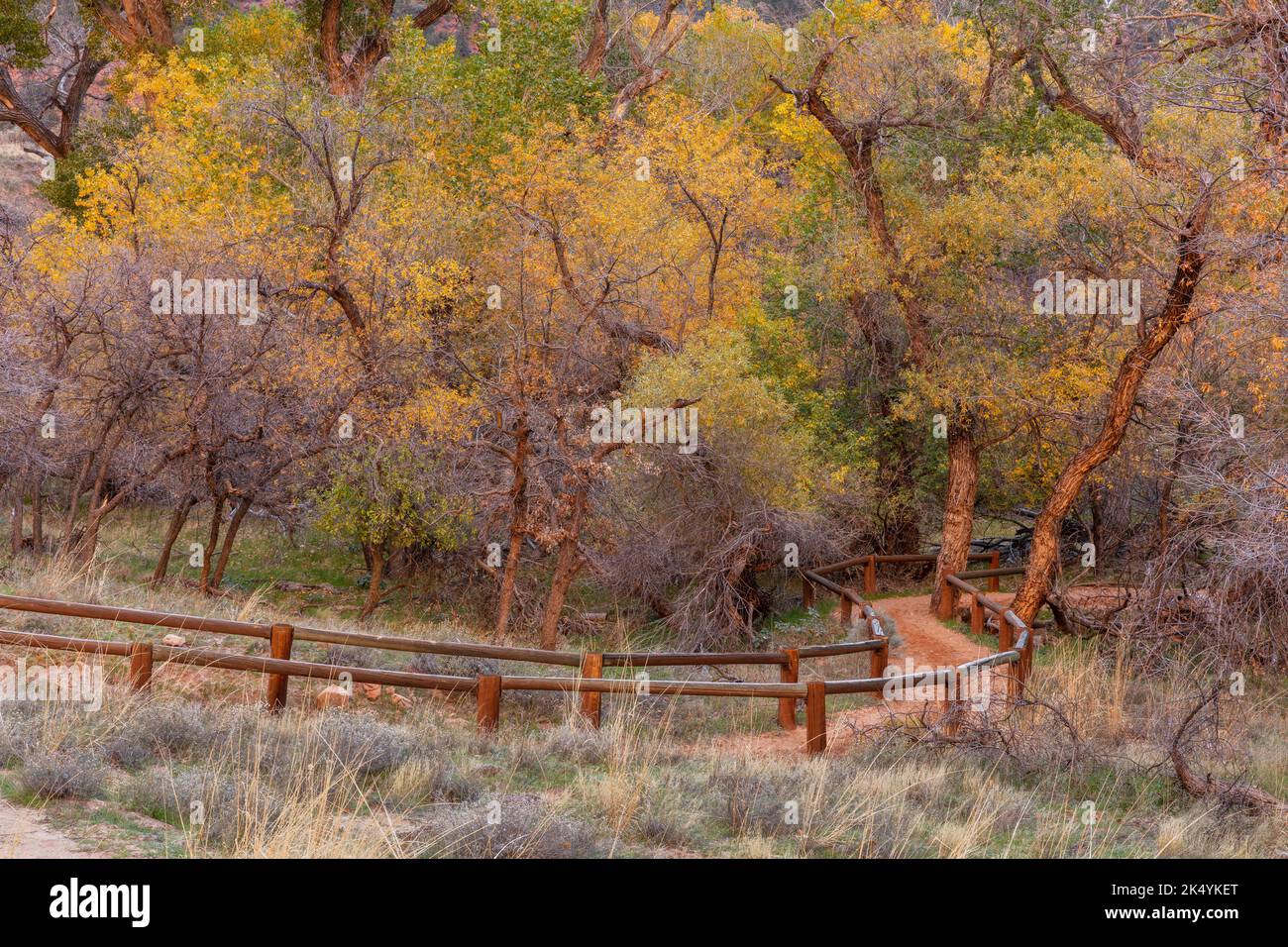 Sentier avec clôture en automne, parc national de Zion, Utah Banque D'Images