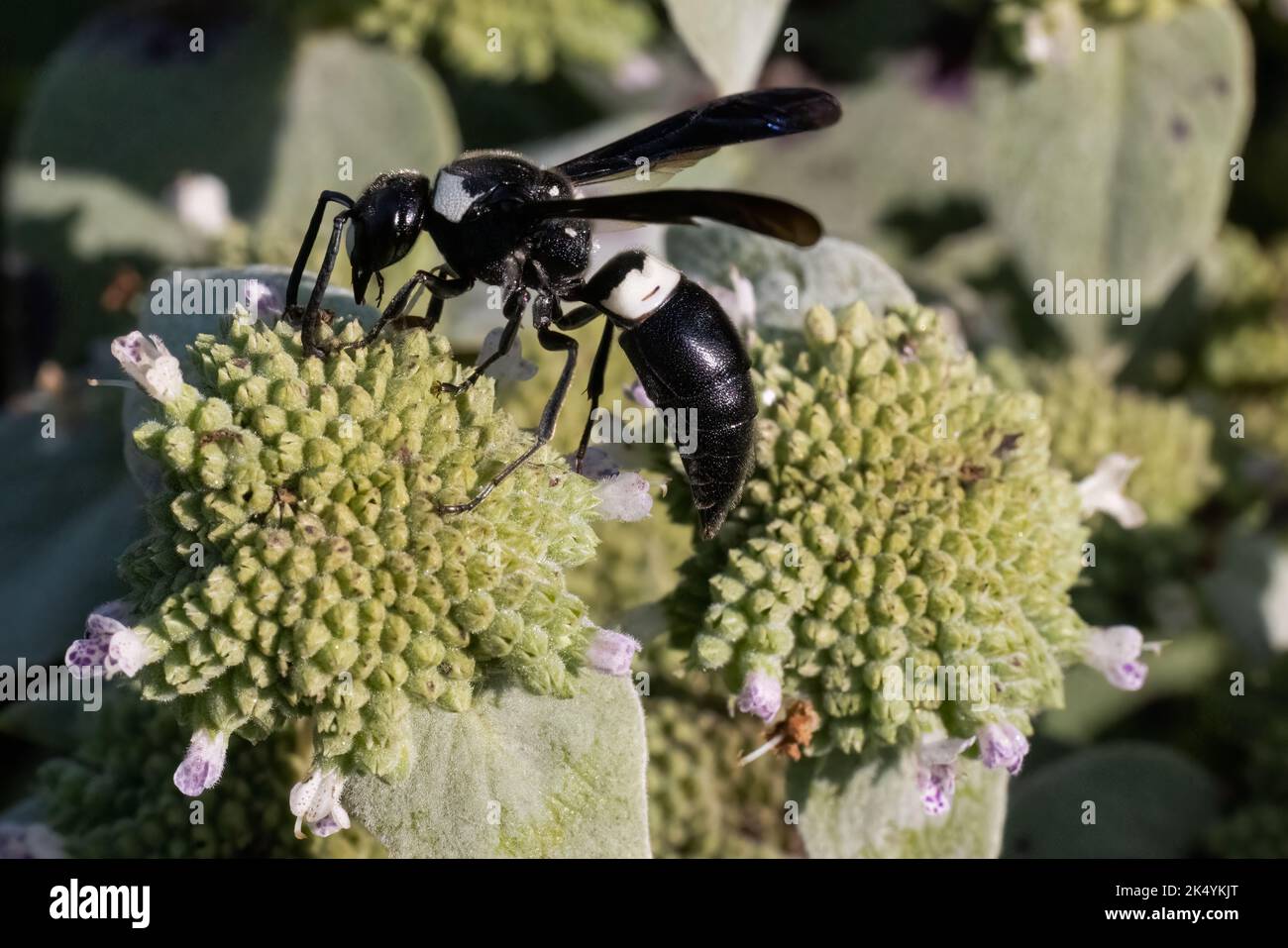 Guêpe maçon à quatre dents (Monobia quadridens), Delaware Botanic Gardens, Delaware Banque D'Images