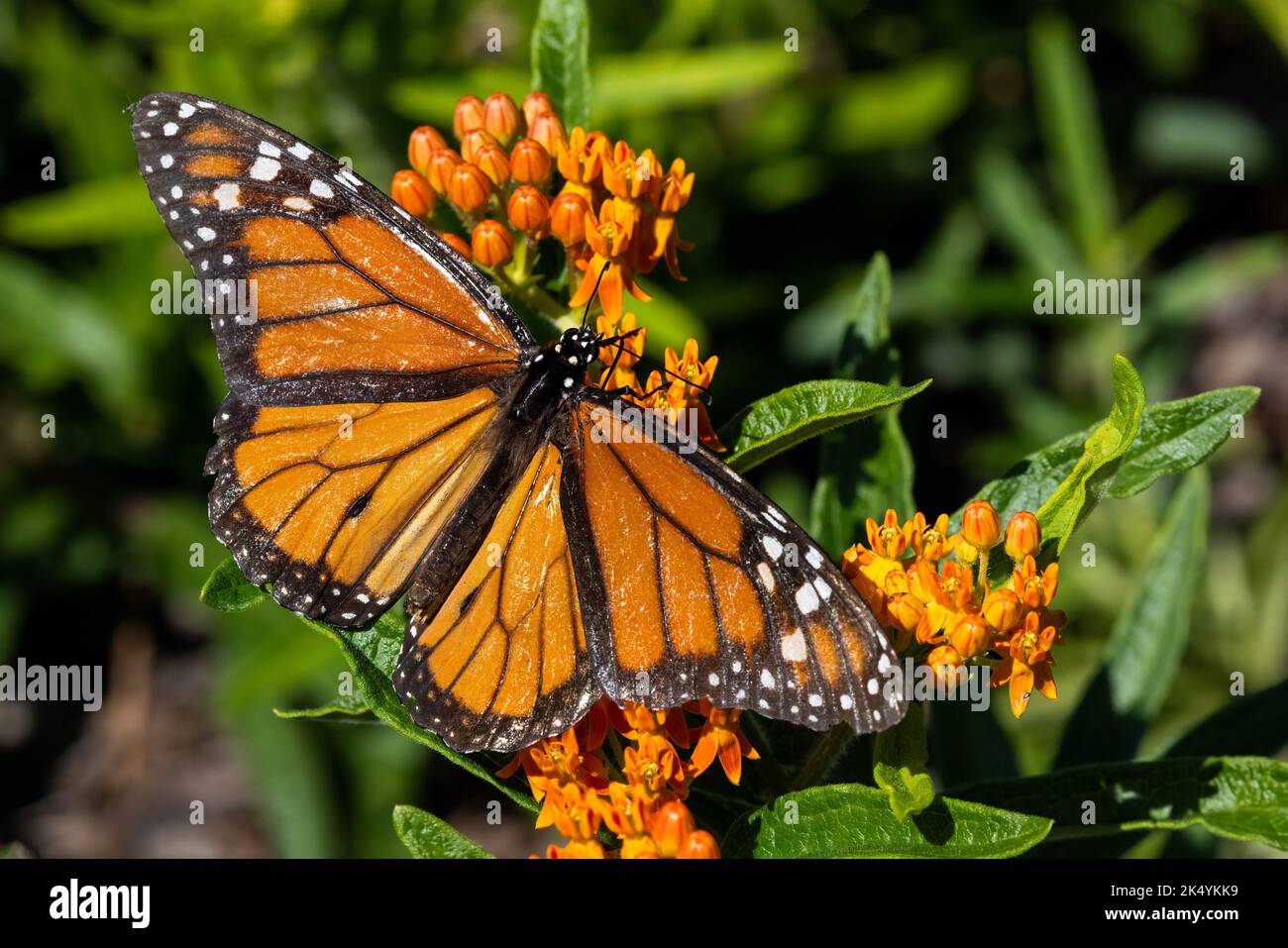 Relation symbiotique entre le papillon monarque (Danaus plexippus) et le buisson orangé (Buddleja davidii), Delaware Botanic Gardens, Delaware Banque D'Images