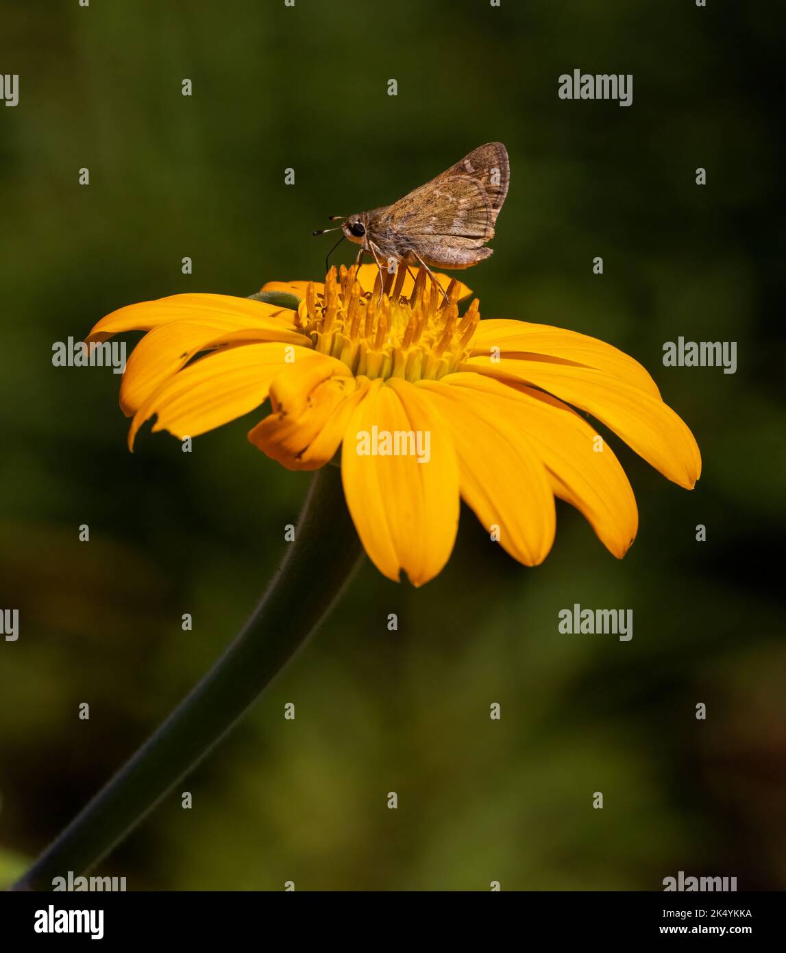 Relation symbiotique entre Horaces duskywing (Erynnis Horatius) et tournesol mexicain (Tithonia rotundifolia), Delaware Botanic Gardens, Delaware Banque D'Images