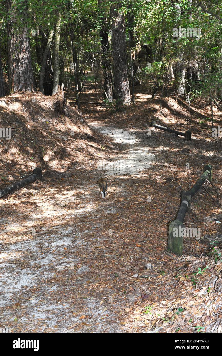 Le sentier à travers la Forêt pétrifiée, à Flora, Mississippi. Banque D'Images