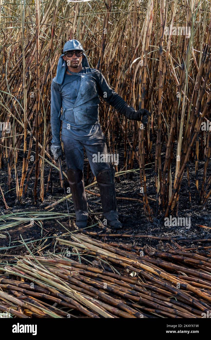 Piracicaba, Sao Paulo, Brésil. 04 avril 2008. Récolte manuelle de la canne à sucre sur le terrain au Brésil Banque D'Images