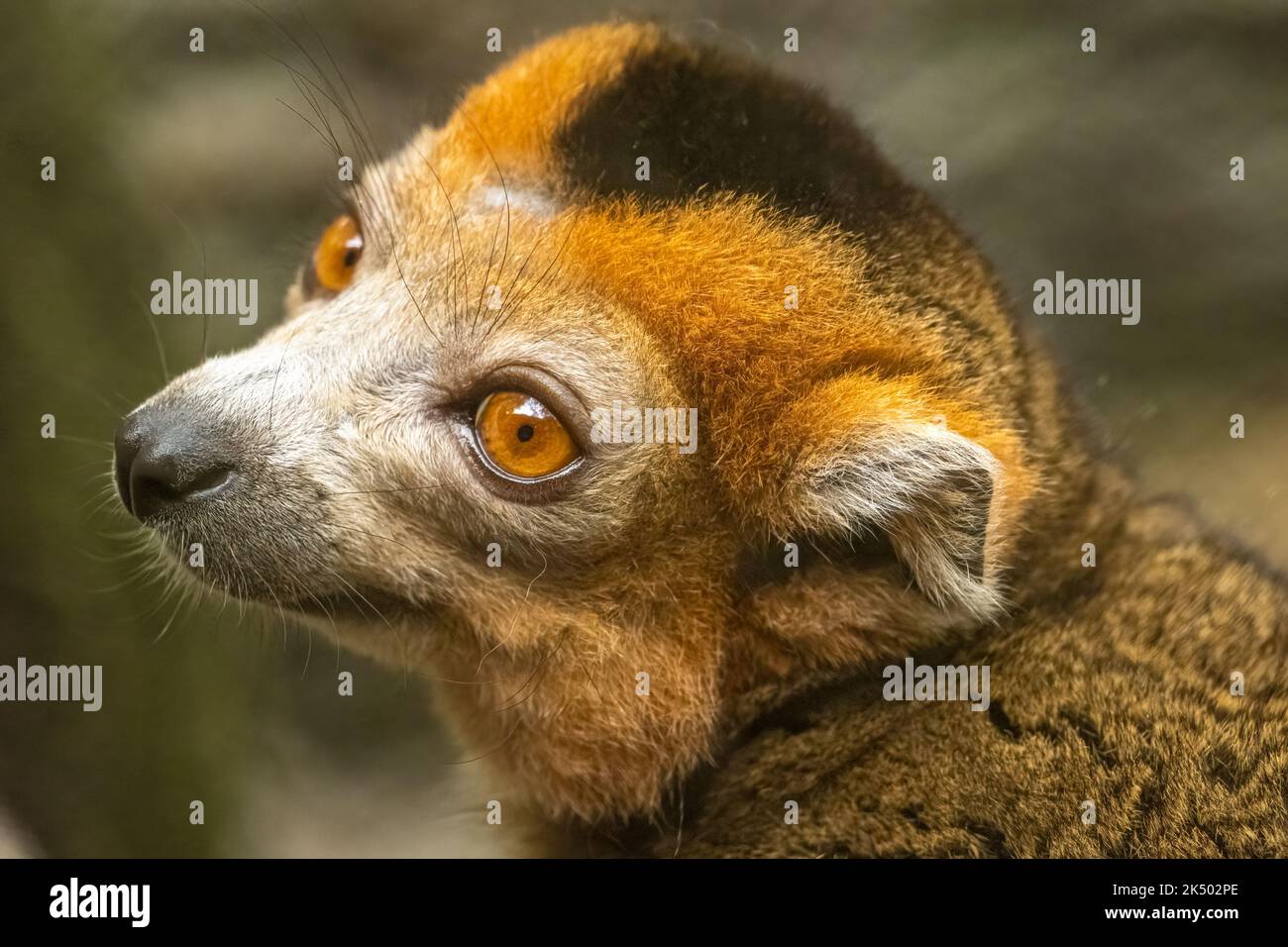 Lemur couronné (Eulemur coronatus) de Madagascar, un pays insulaire au large de la côte sud-africaine, au zoo d'Atlanta à Atlanta, en Géorgie. (ÉTATS-UNIS) Banque D'Images