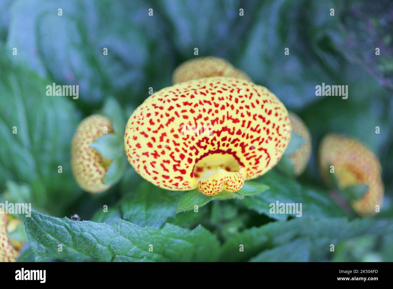 Les orchidées ou la famille des orchidées (Orchidaceae) sont une famille cosmopolite de plantes Banque D'Images