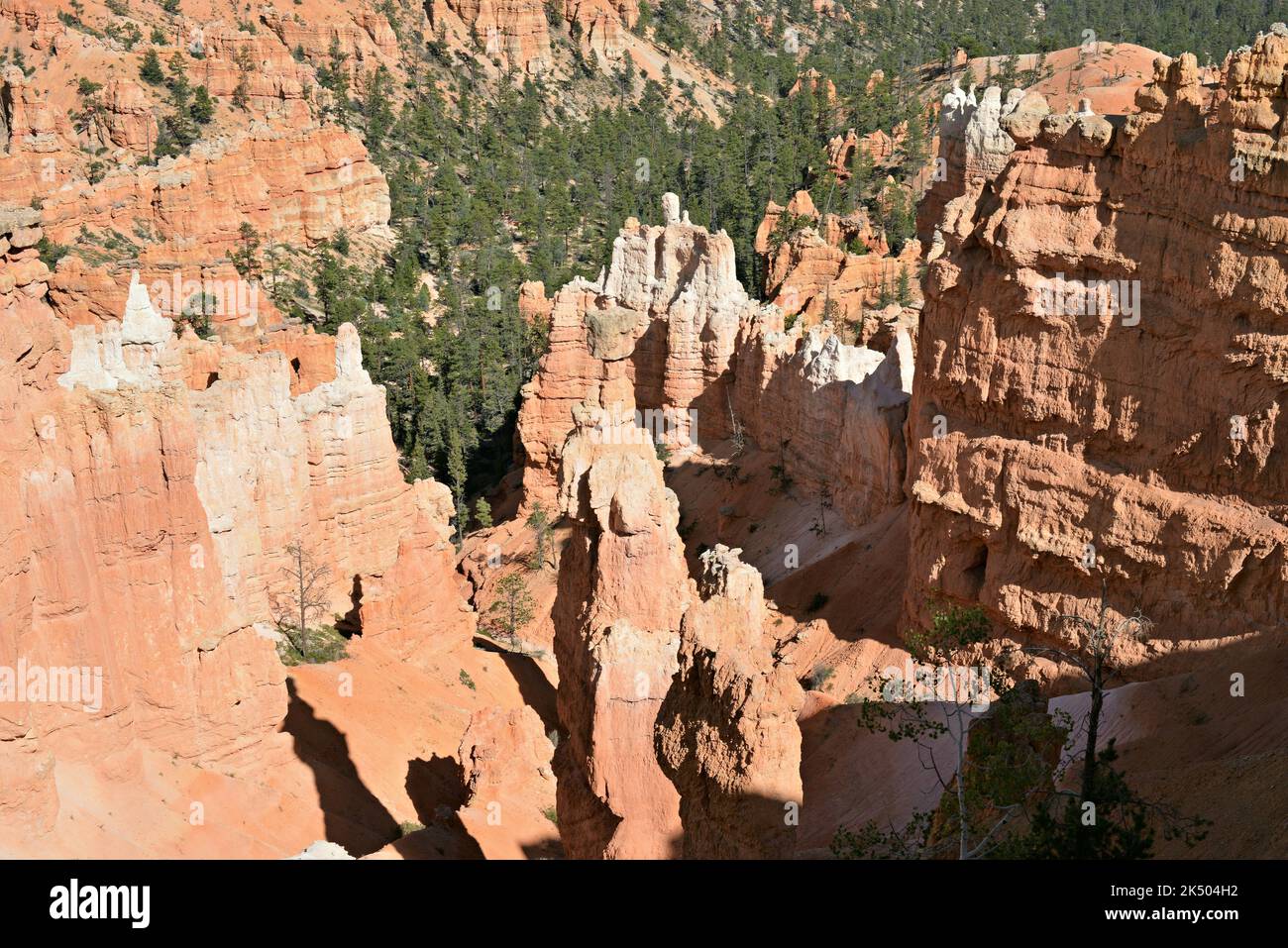 Bryce Canyon National Park, Utah, USA Banque D'Images