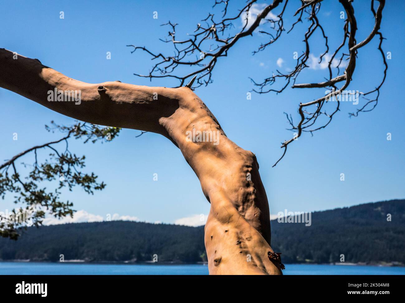 Un arbre de Madrone du Pacifique et un ciel bleu dans obstruction Pass State Park par une journée ensoleillée, Orcas Island, Washington. Banque D'Images