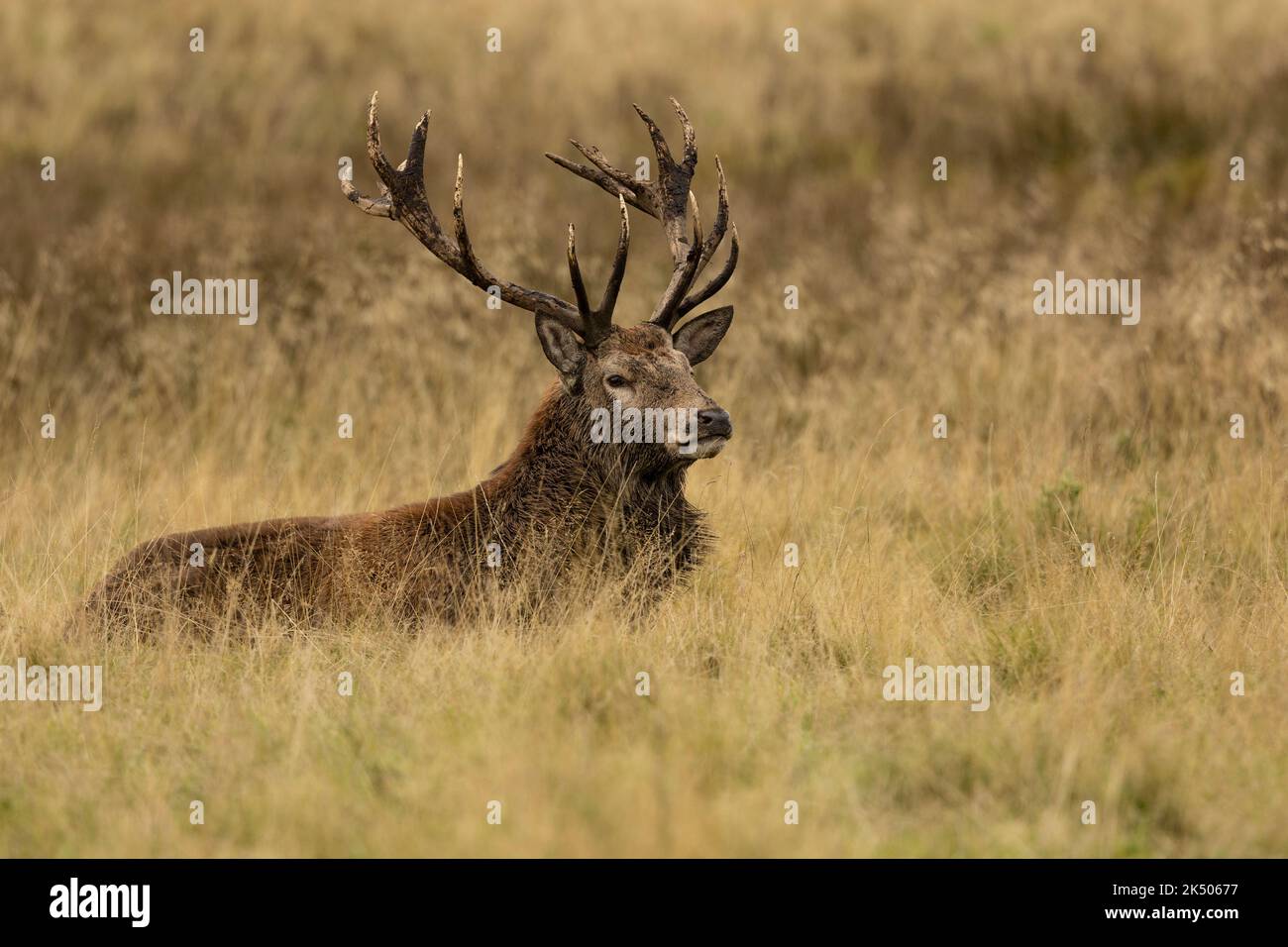 Gros plan d'un cerf rouge stag assis, reposant après la rut Banque D'Images