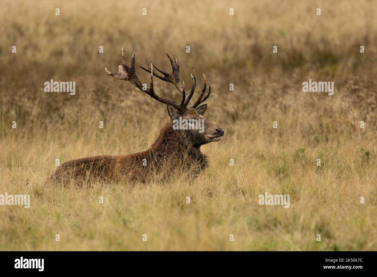 Gros plan d'un cerf rouge stag assis, reposant après la rut Banque D'Images