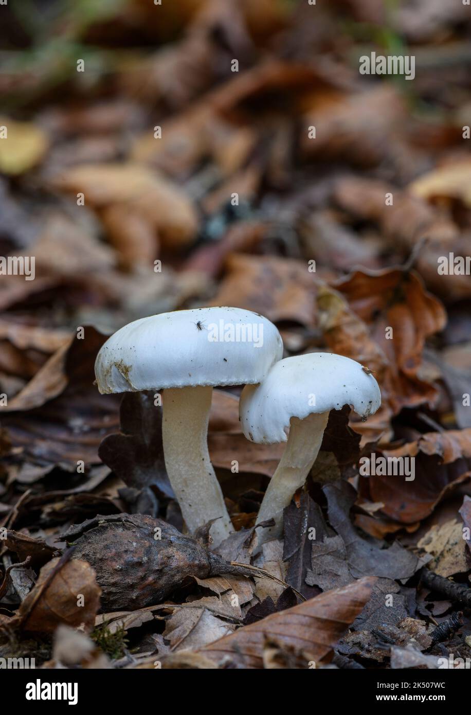 Casquette cireuse ivoire, Hygrophorus eburneus, en bois de hêtre en automne. Banque D'Images