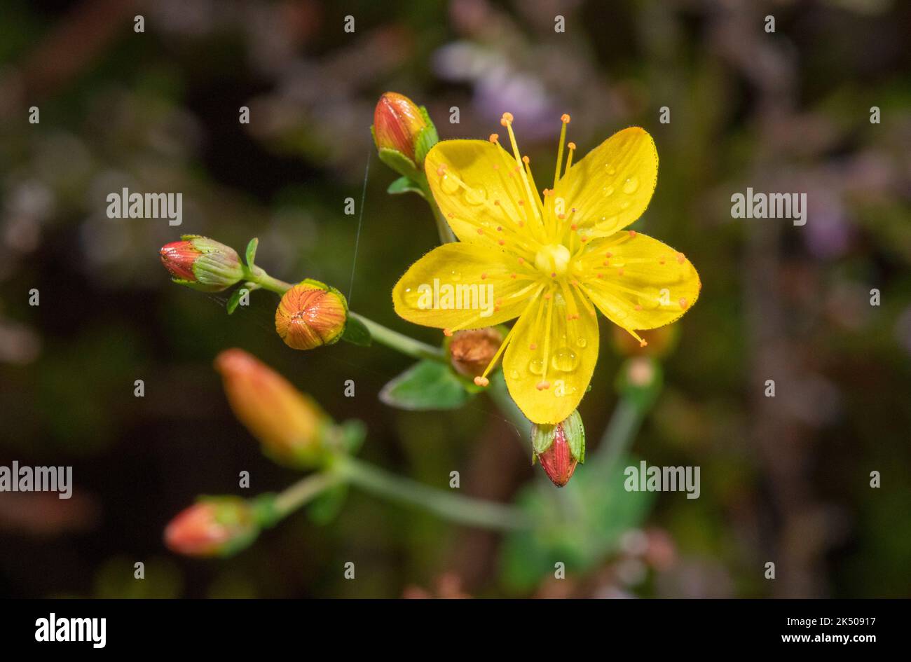 Millepertuis, Hypericum pulchrum, en fleur. Banque D'Images