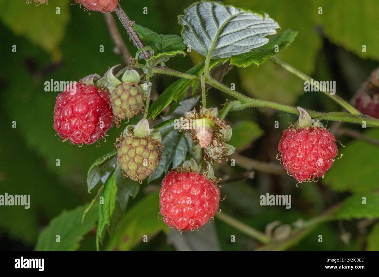 Framboises sauvages mûres, Rubus idaeus, à la fin de l'été. Banque D'Images