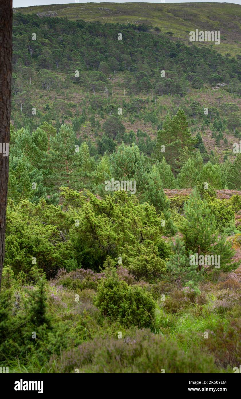 Les jeunes ont mélangé la forêt de pins écossais, avec des genévriers et de la bruyère sur le domaine de Rothiemurchus, à Speyside, à Cairngorms, en Écosse. Banque D'Images