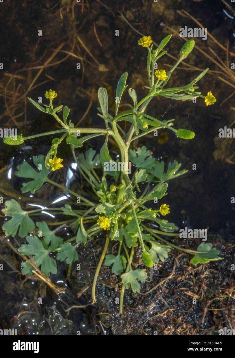 Ranunculus sceleratus, en forme de fleur et de fruit dans un marais côtier saumâtre. Banque D'Images
