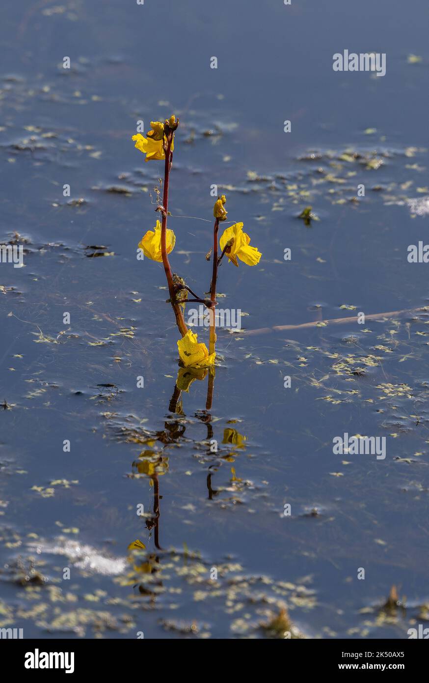 Plus grand bladdermoût, Utricularia vulgaris, en fleur en masse dans le lac sur les niveaux Somerset. Banque D'Images