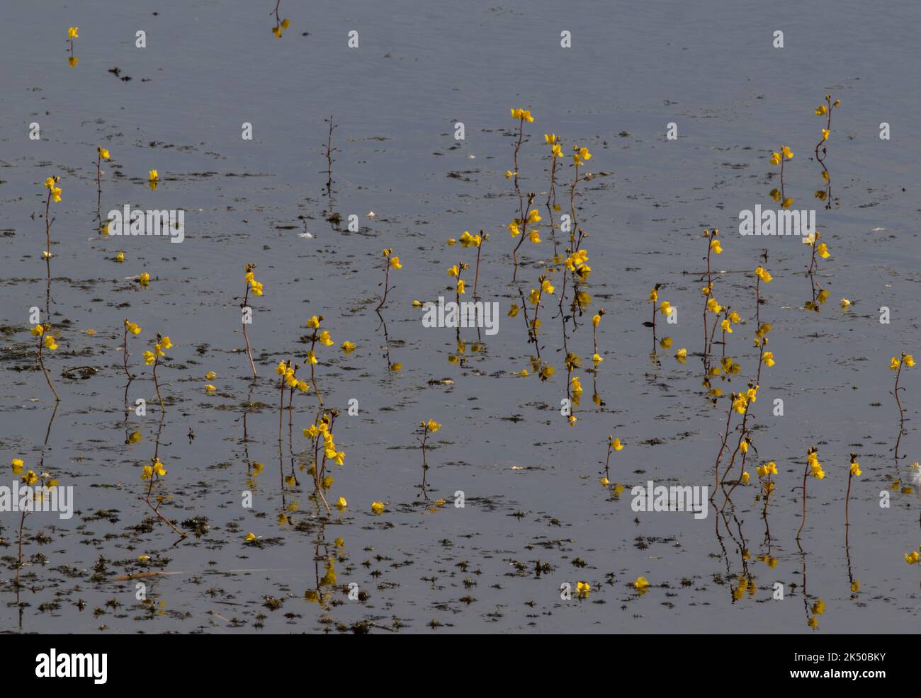 Plus grand bladdermoût, Utricularia vulgaris, en fleur en masse dans le lac sur les niveaux Somerset. Banque D'Images