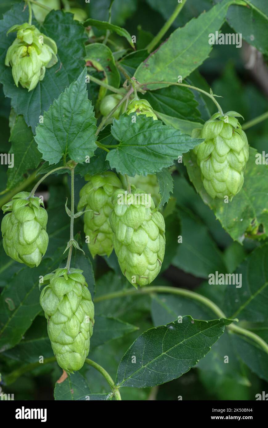 Femelle Wild Hop, Humulus lupulus, dans les fruits au début de l'automne. Banque D'Images
