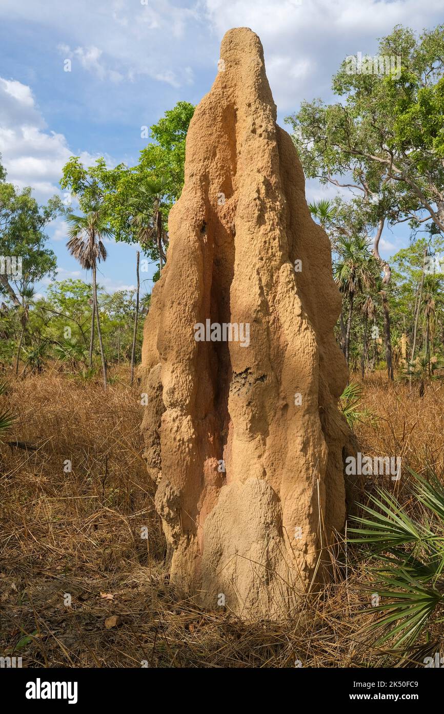 Cathédrale Termite, Nasutitermes triodiae, termites monticules dans le parc national de Litchfield, dans le territoire du Nord de l'Australie. Banque D'Images
