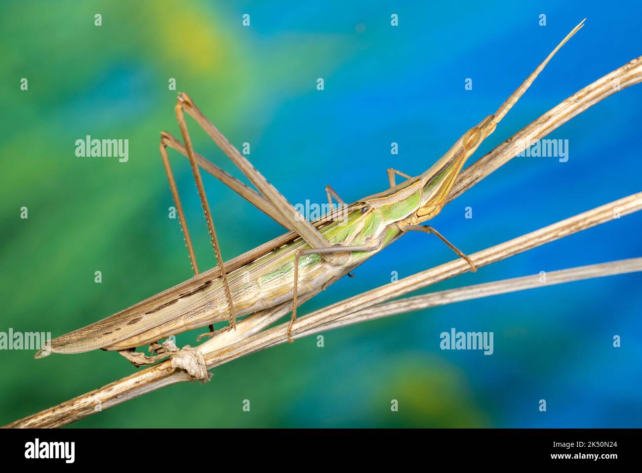 Cabas à face oblique méditerranéenne. Banque D'Images