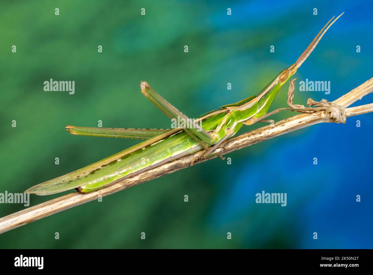 Cabas à face oblique méditerranéenne. Banque D'Images