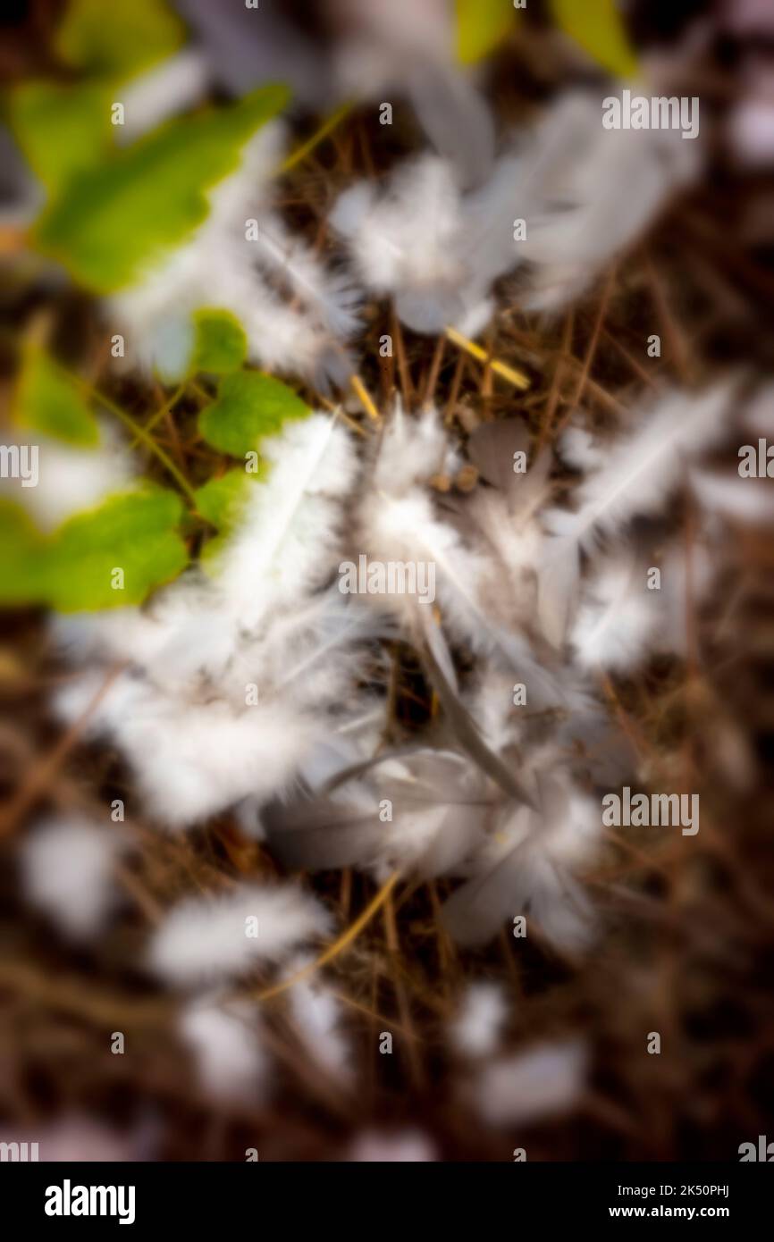 Vieillissement, ère numérique, qualité supérieure, accrocheur, se démarquer, image haute résolution des plumes blanches sur l'herbe. Photographie sans Lens. Banque D'Images