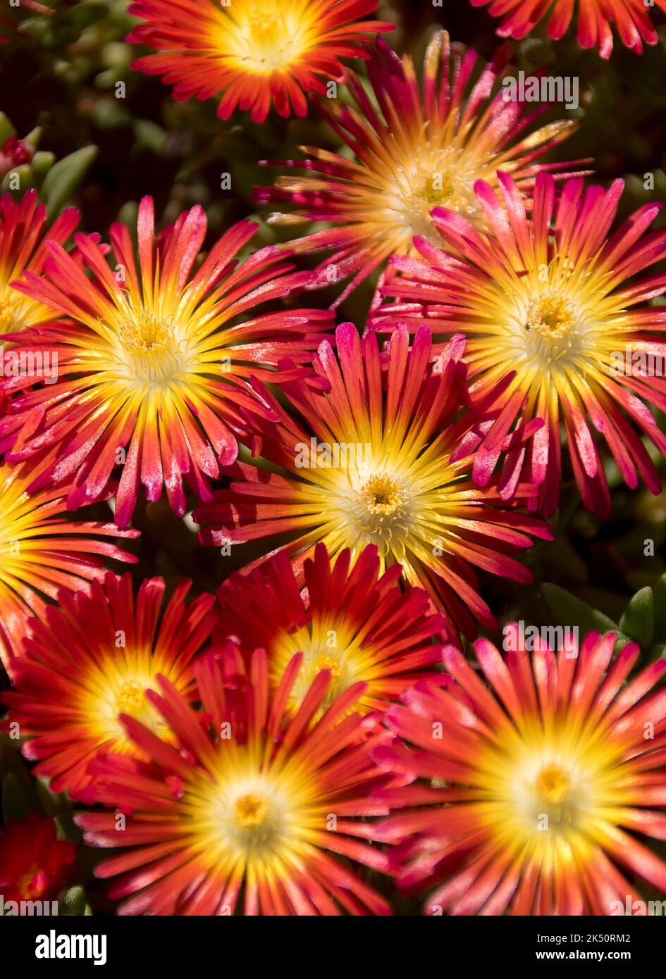 Fleurs orange vif et jaune de glace, merveille orange, (delosperma nubigneum). Faible couvert dans un jardin privé dans le Queensland, en Australie. Banque D'Images