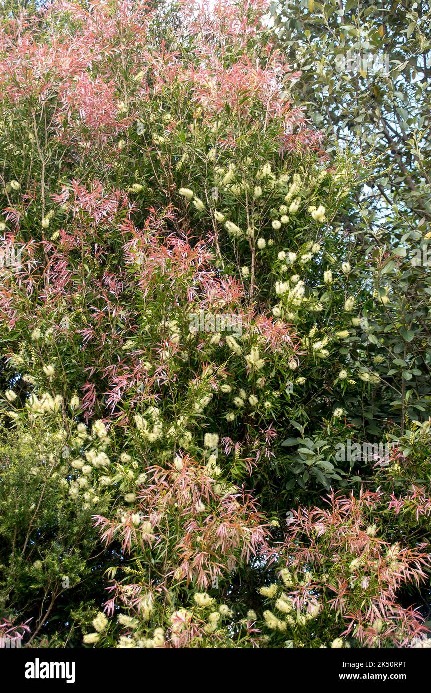 Brush blanc australien, Callistemon salignus, au printemps. Fleurs blanches et nouvelles feuilles roses, feuilles vertes plus anciennes. Jardin du Queensland. Banque D'Images