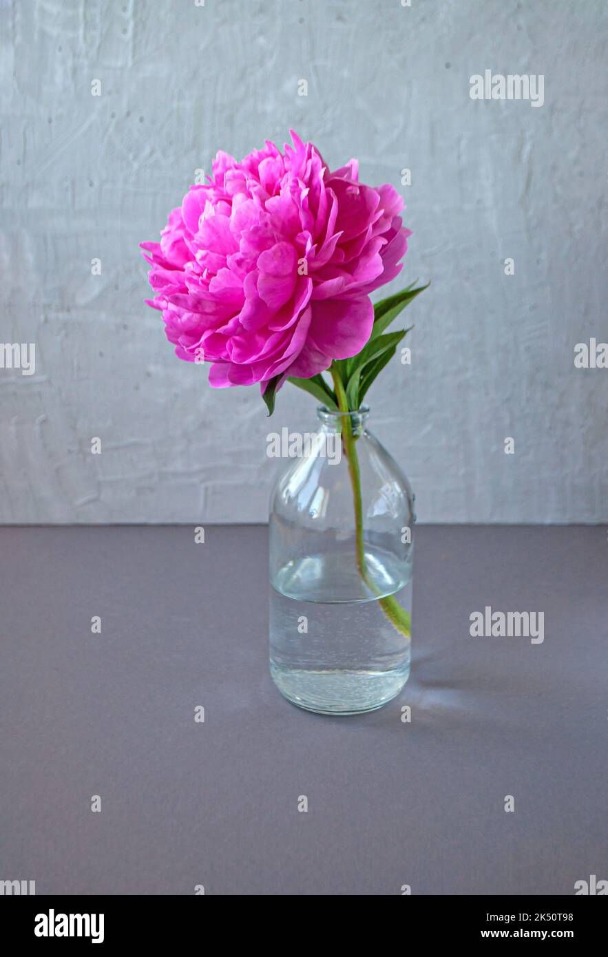 Composition d'une belle pivoine rose en bouteille de verre transparent sur fond de table gris. Banque D'Images