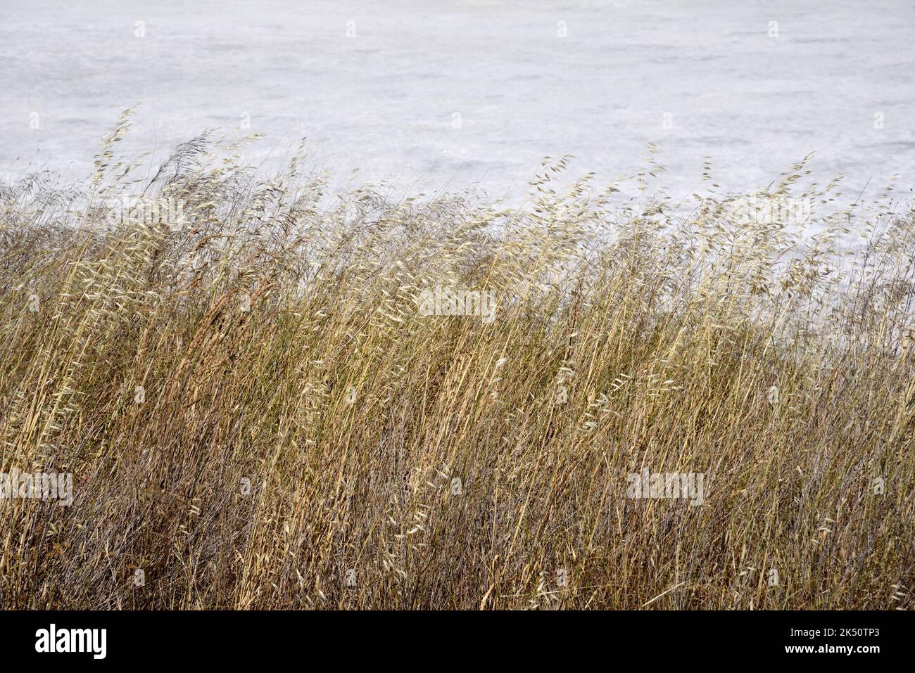 Roseaux et salins Salins d'Hyères Hyères Var Provence France Banque D'Images