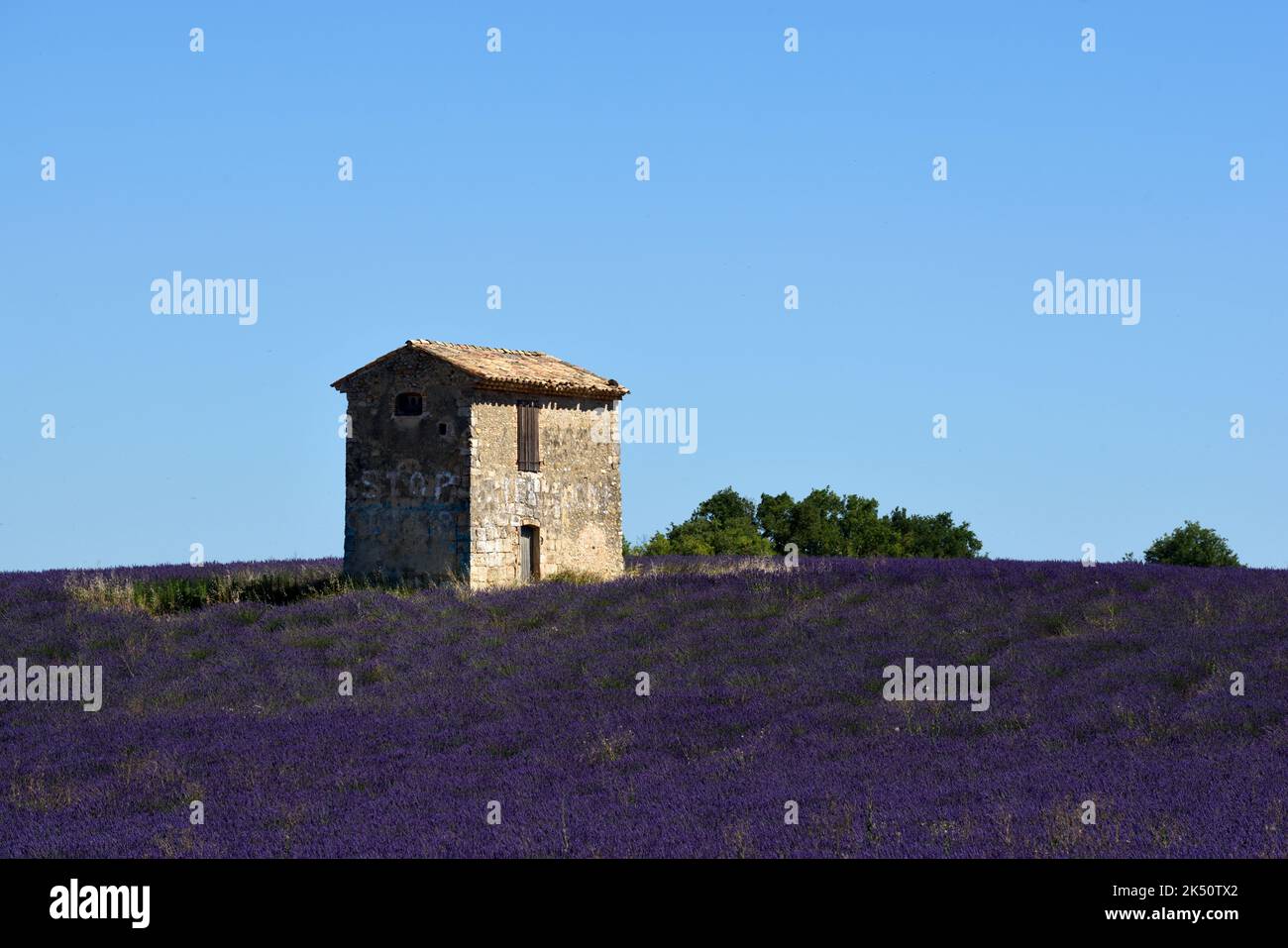 Petite maison, cabane ou Cabanon parmi les champs de lavande du plateau de Valensole Provence France Banque D'Images