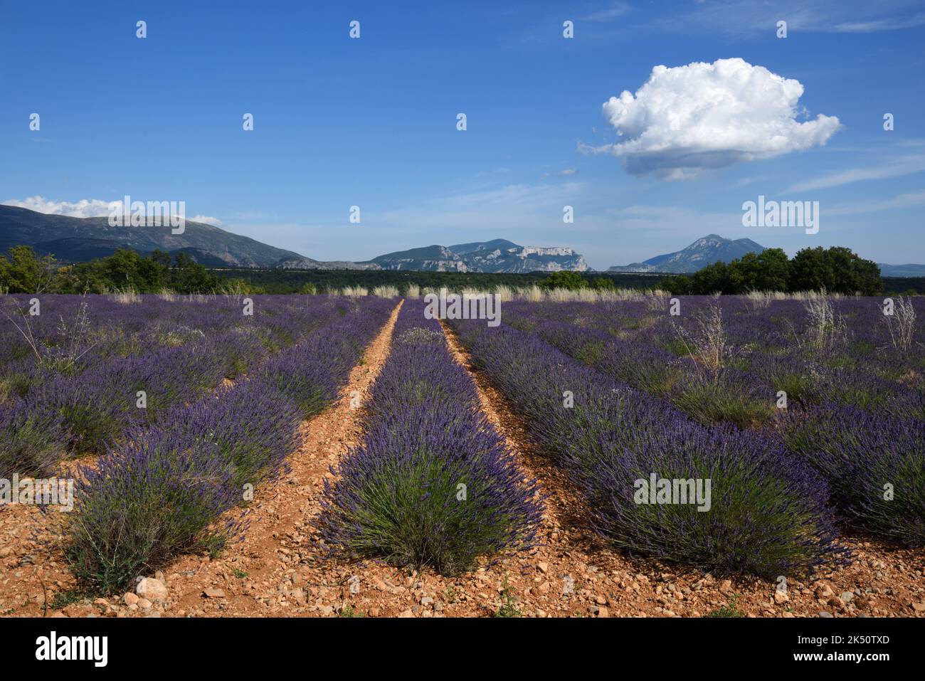 Rangées de champs de lavande et de lavande sur le plateau de Valensole avec les collines des Alpes basses en arrière-plan Provence France Banque D'Images