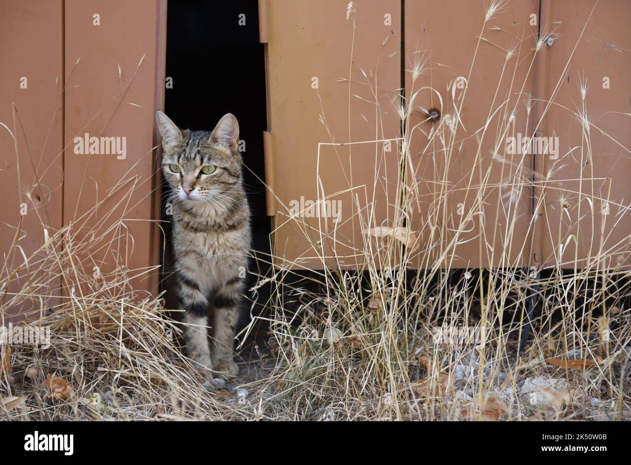 Portrait de Tabby Cat Peering à travers l'ancienne porte de garage Banque D'Images