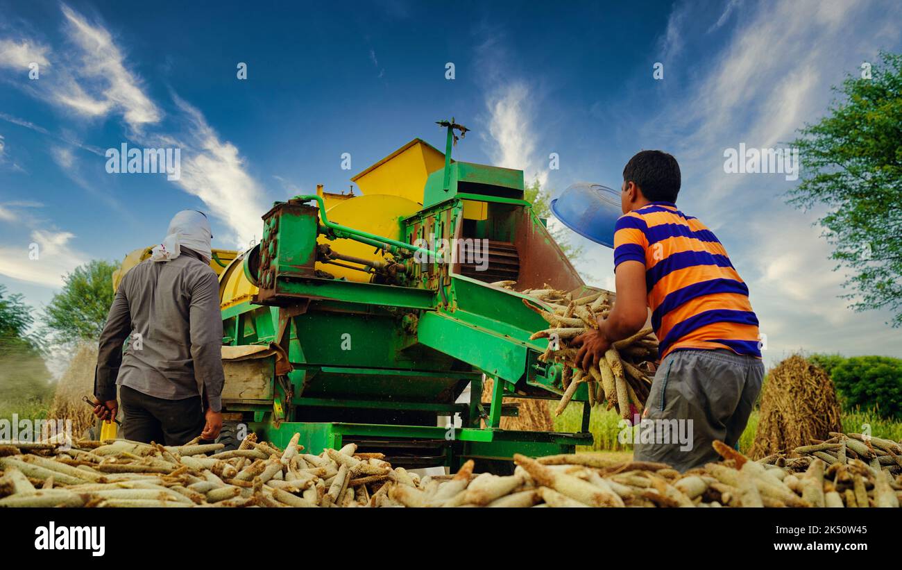 15 août 2022, Sikar, Inde. Récolteuse-hacheuse avec tracteur batteuse. Tracteur avec machine de battage en champ agricole. Banque D'Images
