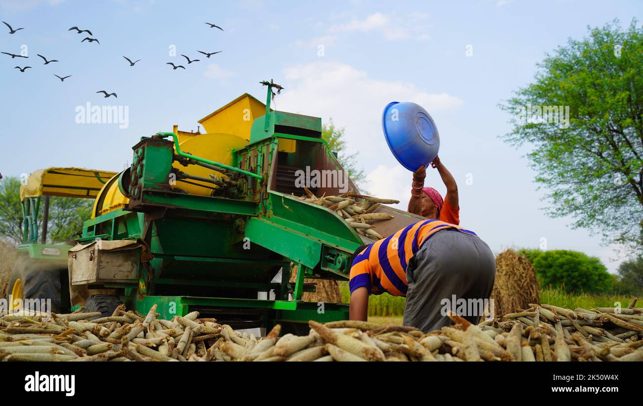 15 août 2022, Sikar, Inde. Tracteur travaillant avec la batteuse dans les champs. Agriculteurs séparant la cosse de paille des grains. Banque D'Images
