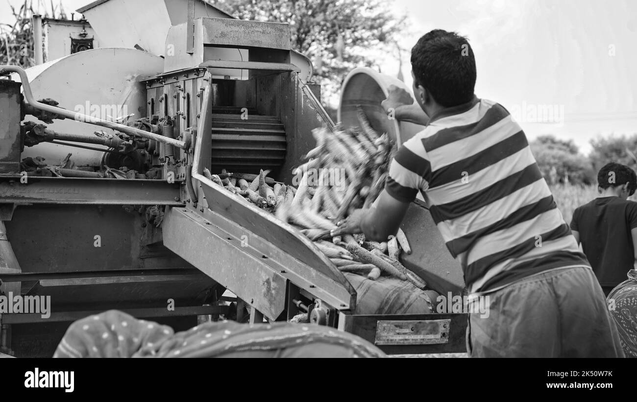 15 août 2022, Sikar, Inde. Récolteuse-hacheuse avec tracteur batteuse. Tracteur avec machine de battage en champ agricole. Banque D'Images