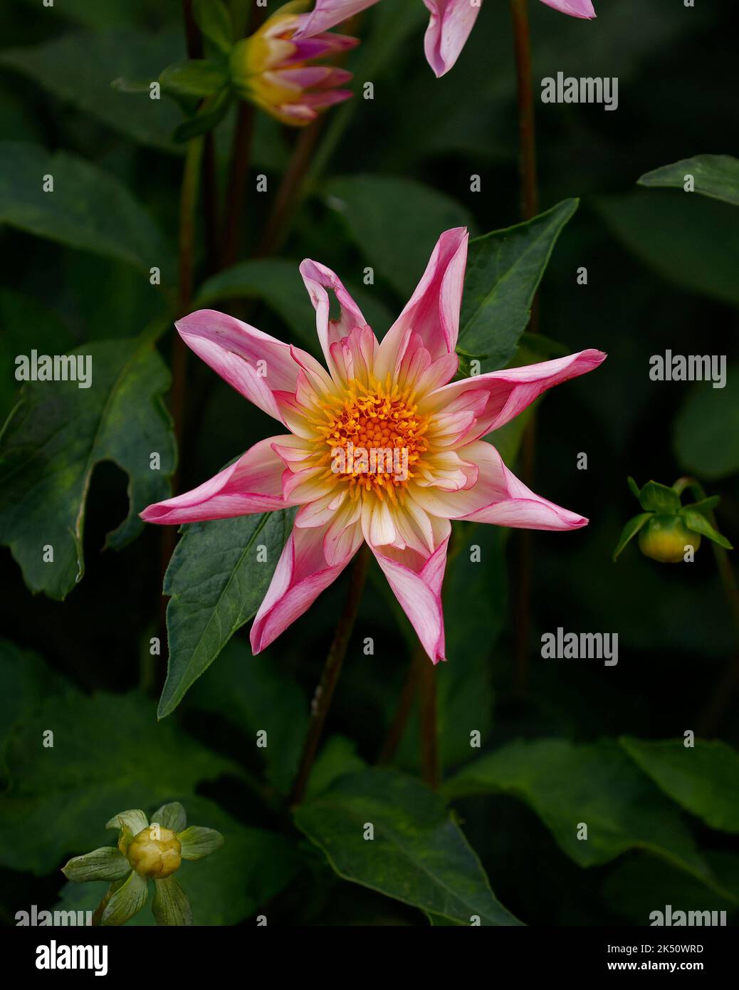 Gros plan d'un type d'étoile Dahlia vu dans le jardin à la fin de l'été. Banque D'Images