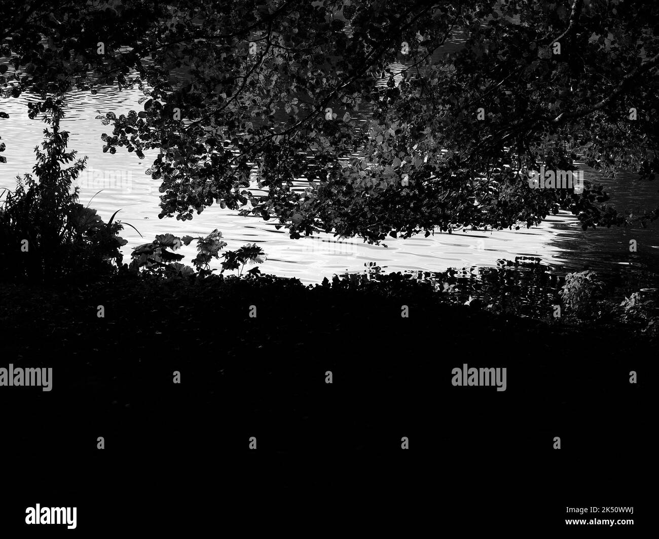 Gros plan de la surface de l'eau entre les feuilles des arbres et les plantes du jardin, vu en noir et blanc. Banque D'Images